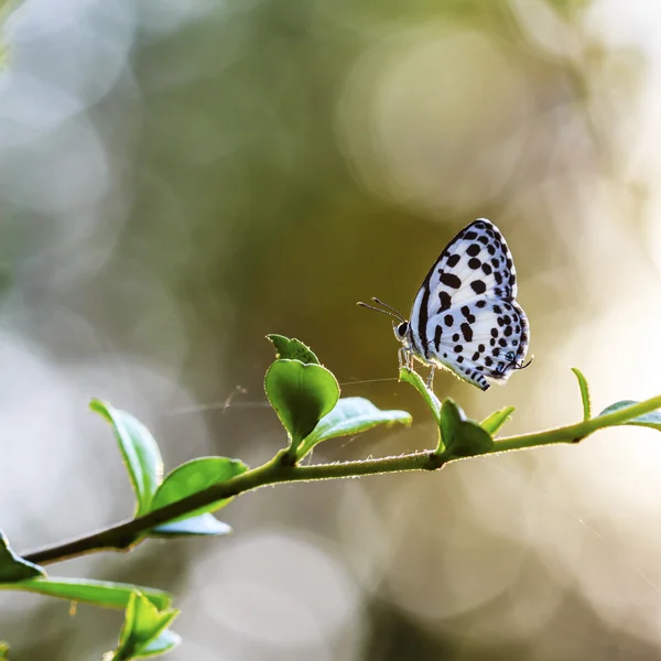 초원에 아름 다운 나비입니다. 적은 파란 잔디 zizina 오티 스 — 스톡 사진