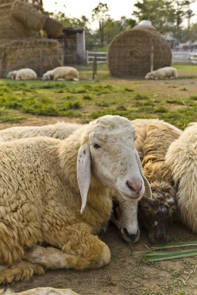 Livestock farm, herd of sheep — Stock Photo, Image