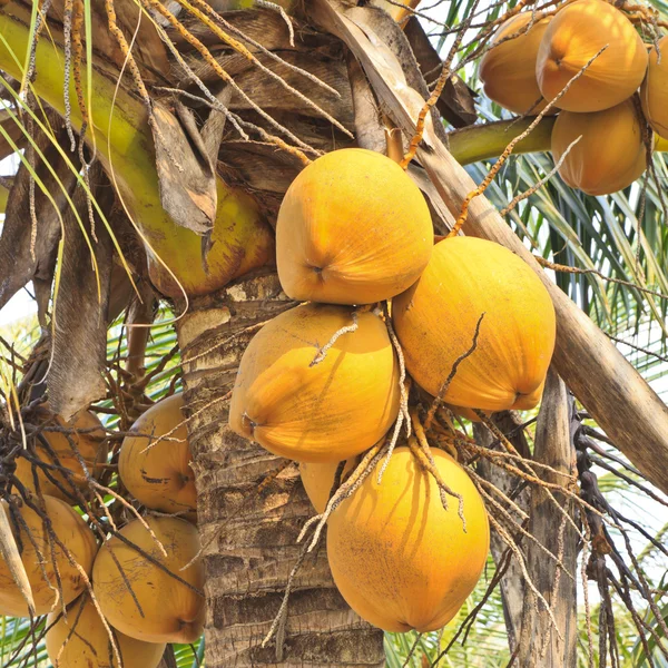 Clusters of freen coconuts close-up hanging on palm tree — Stock Photo, Image