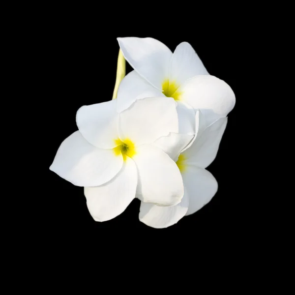 Tropische bloemen frangipani (plumeria) geïsoleerd op zwart — Stockfoto