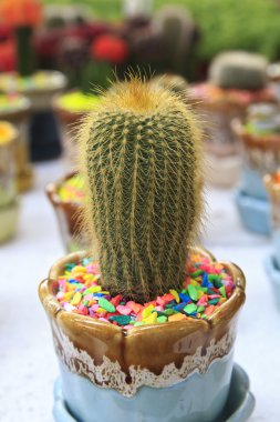 Cactuses pot in the plant store clipart