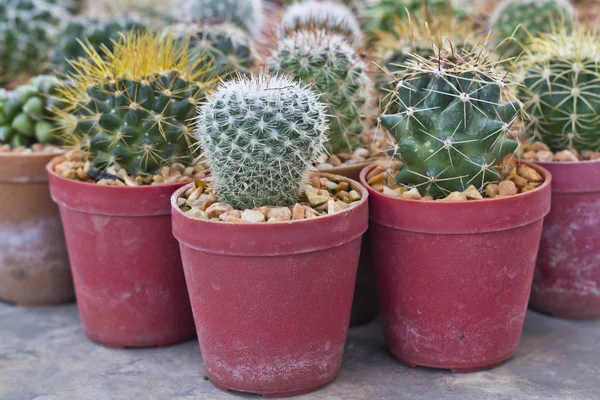 Kaktusy puli w magazynie roślin — Zdjęcie stockowe