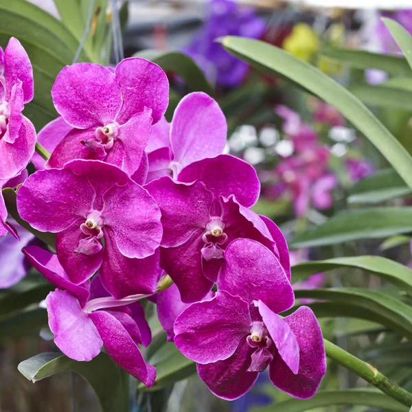 Prachtige paarse orchidee - Phalaenopsis — Stockfoto