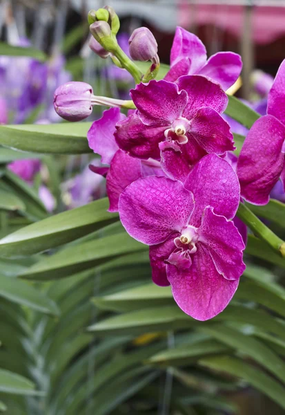 Krásná fialová orchidej - Phalaenopsis — Stock fotografie