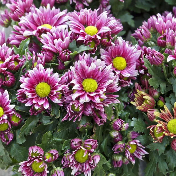Gerbera flowers. — Stock Photo, Image