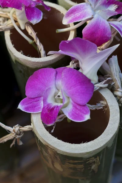 Orchidee in Bambusrohr. Wellness und Gesundheitsfürsorge. — Stockfoto