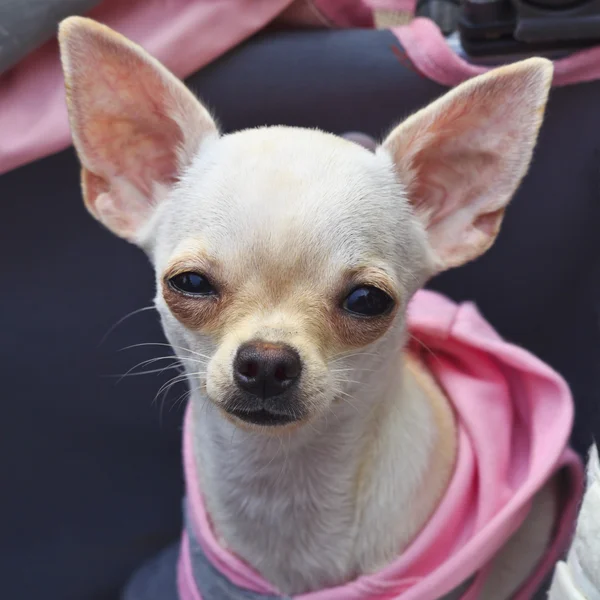 Chihuahua nel passeggino . — Foto Stock