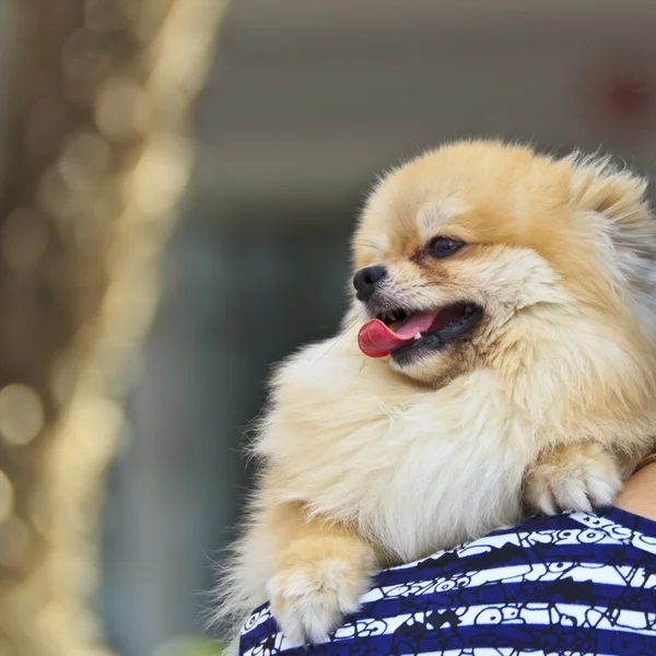 Chihuahua sulla spalla — Foto Stock