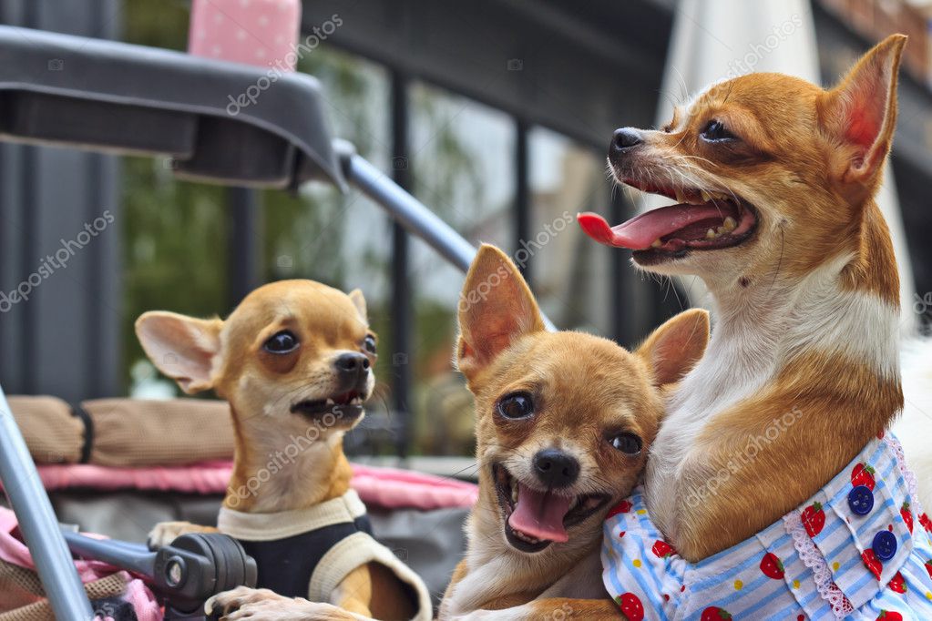 chihuahua stroller
