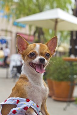 Chihuahua bebek arabası.