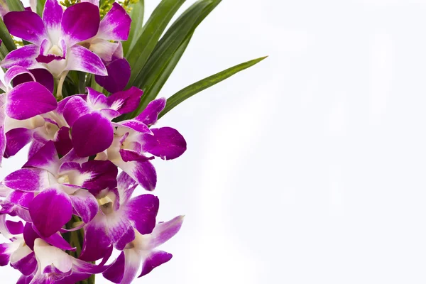 Vackra lila orkidé insvept i pandan blad. — Stockfoto