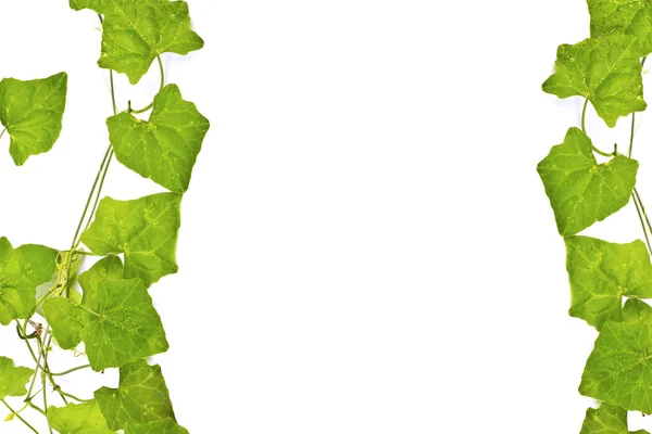 Border made of Green ivy isolated on white background — Stock Photo, Image