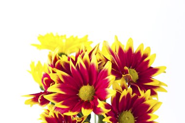 pembe daisy - gerbera closeup.