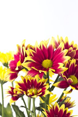 pembe daisy - gerbera closeup.