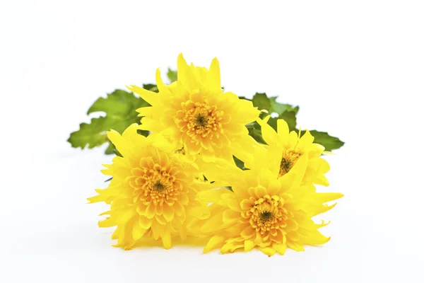 Fleur jaune isolée sur fond blanc — Photo