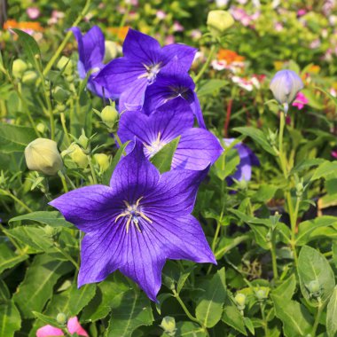 Güzel çiçek (Platycodon grandiflorus)