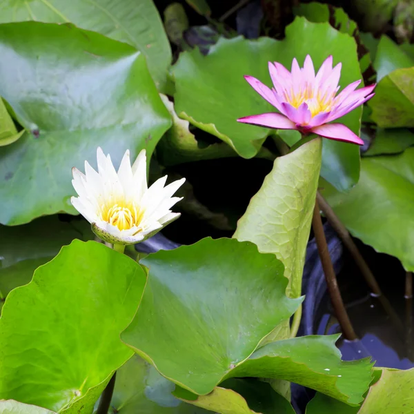 Lotus blomma blomma — Stockfoto