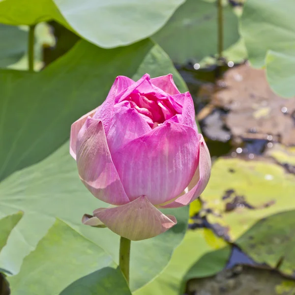 Lotus blomma blomma — Stockfoto