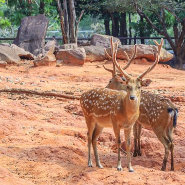 Spotted deer in the zoo. clipart