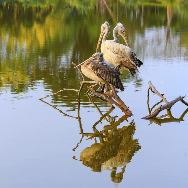 Drei Pelikane. — Stockfoto