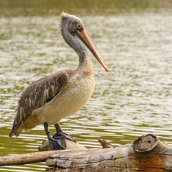 Pelicans. — Stock Photo, Image