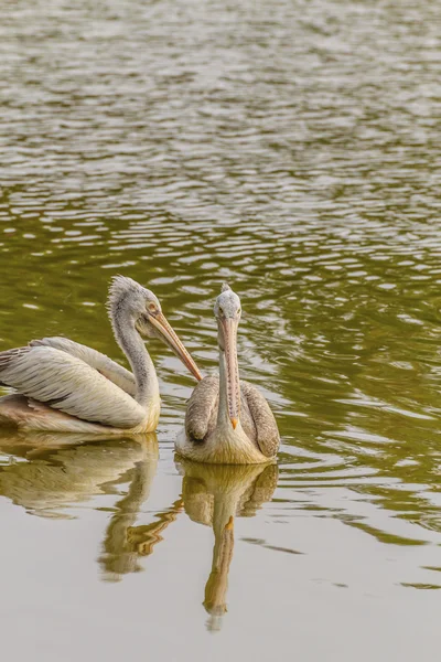 Zwei Pelikane. — Stockfoto