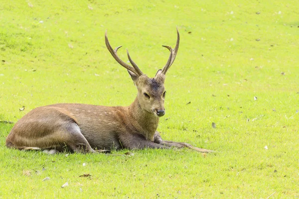 Cervo sdraiato sull'erba . — Foto Stock
