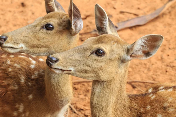 Closeup red deer. — Stock Photo, Image