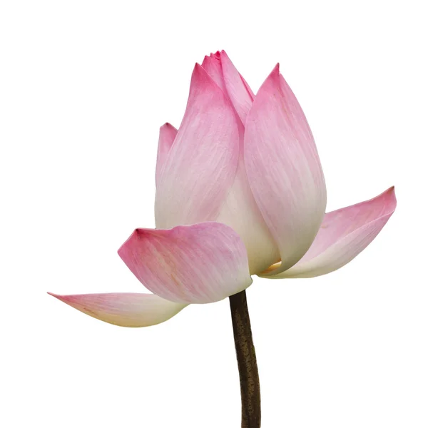 Lotus bloem bloeien geïsoleerd op een witte achtergrond. — Stockfoto