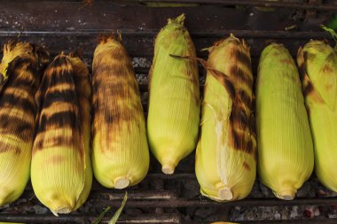 Corn on the Cob grilling on a Grill clipart