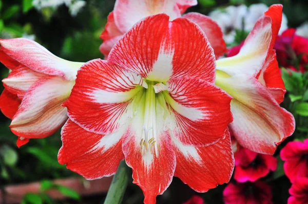 Il giglio rosso — Foto Stock