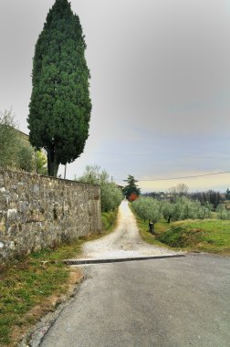 Cupressus arizzonica konik