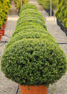 Buxus pumila clipart