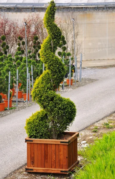 Conifere ornamentali — Foto Stock