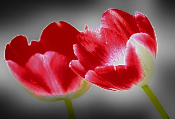 Tulipán rojo — Foto de Stock