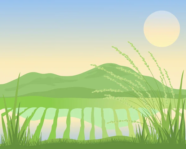 Paddy fields — Stock Vector