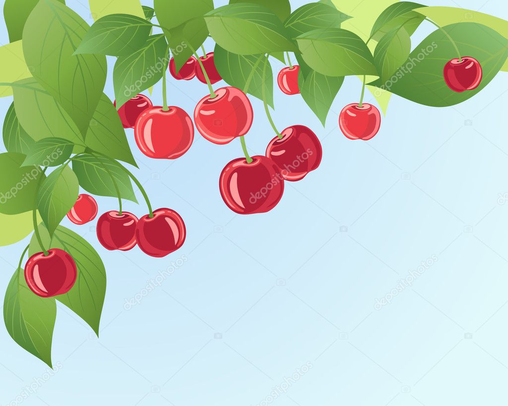 Cherries Vector Image By C Sandesh1264 Vector Stock