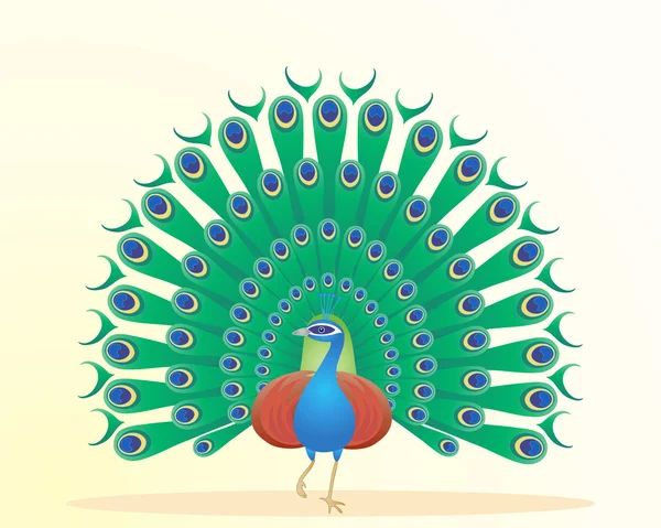 Peacock — Stock Vector