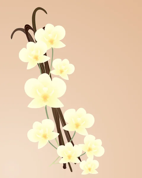 Vanille-Orchidee — Stockvektor