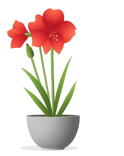 stock vector Amaryllis