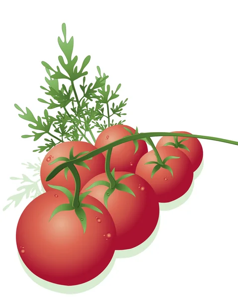 Wijnstok tomaten — Stockvector