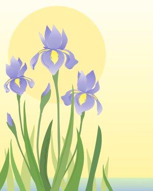 Irises clipart