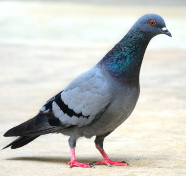 Pigeon clipart