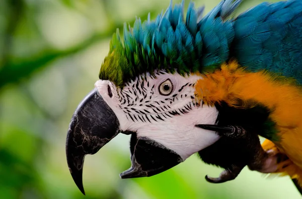 Скрипучий попугай — стоковое фото