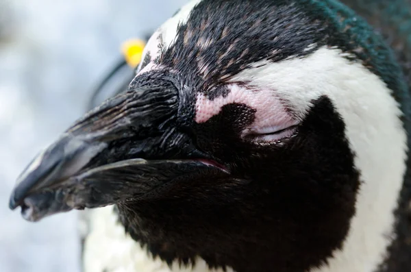 stock image Eyes shut penquin