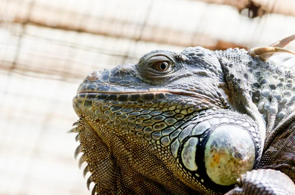 Fat iguana close-up — Fotografia de Stock