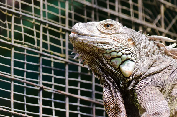 Iguana — Fotografia de Stock