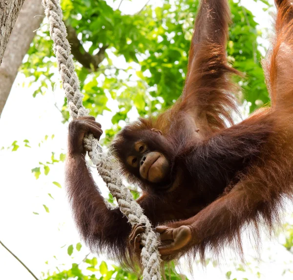 Orangutang hängande — Stockfoto