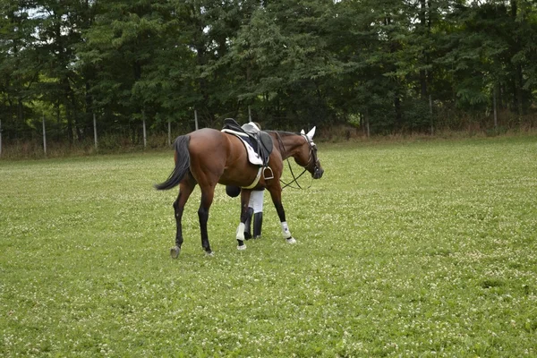 Häst i fältet — Stockfoto