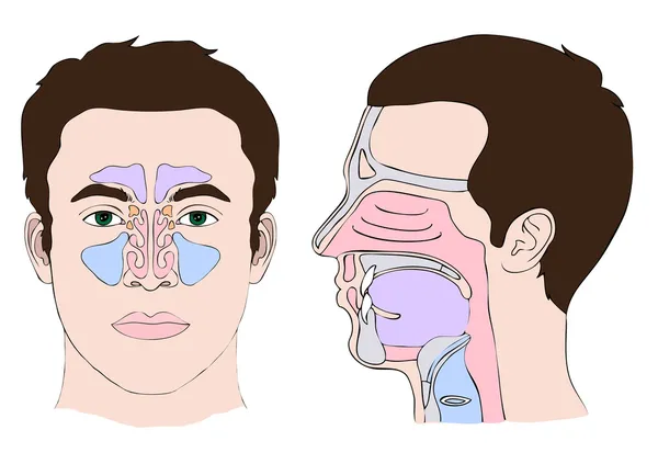 鼻子和喉咙的解剖 — 图库矢量图片